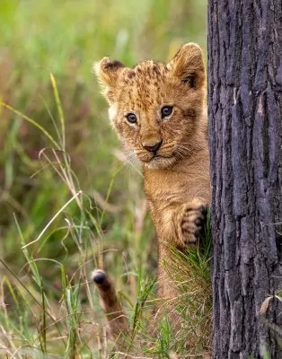 Lion Cub behind Tree - Löwenjunges hinter Baum