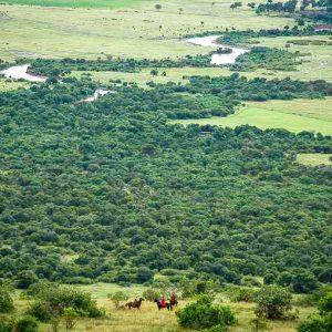 Vogelpersketive auf eine Masai Mara Reitsafari