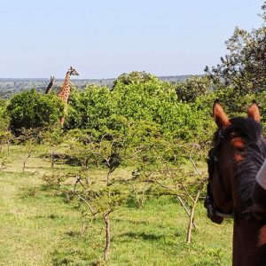 Masai Mara Reitsafari mit Giraffen im Hintergrund
