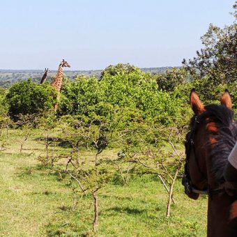 Masai Mara Reitsafari mit Giraffen im Hintergrund