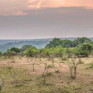 Masai Mara Reitsafari auf dem Oloololo Höhenzug