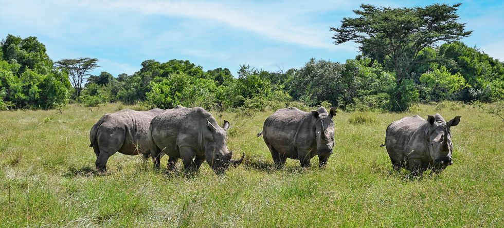 Elation Rhino Sanctuary - Nashorn Schutzgebiet