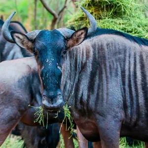 Blue Wildebeest