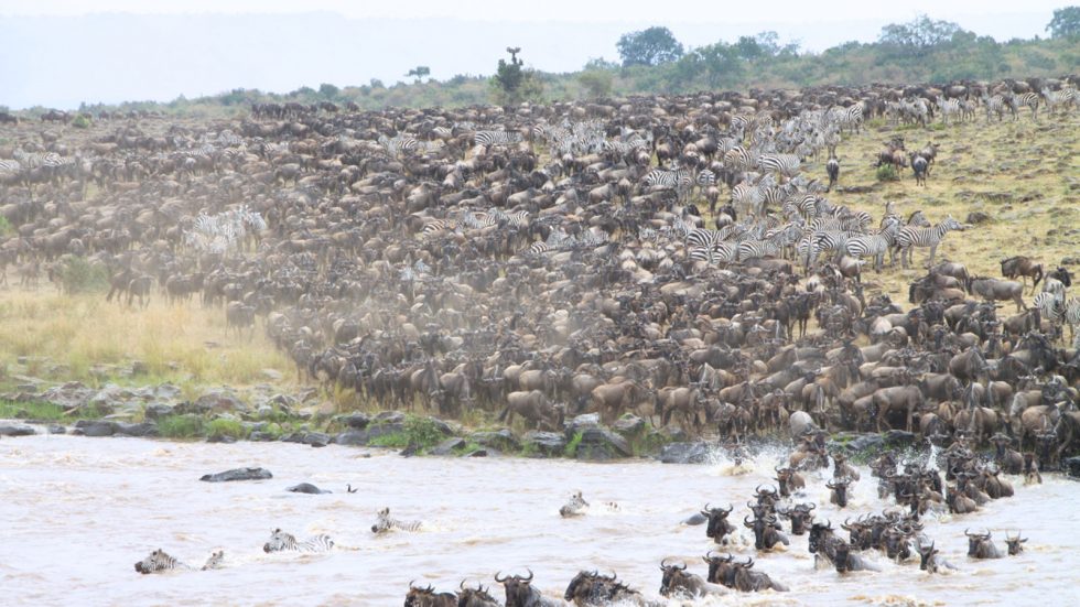 Wildebeest crossing the Mara River