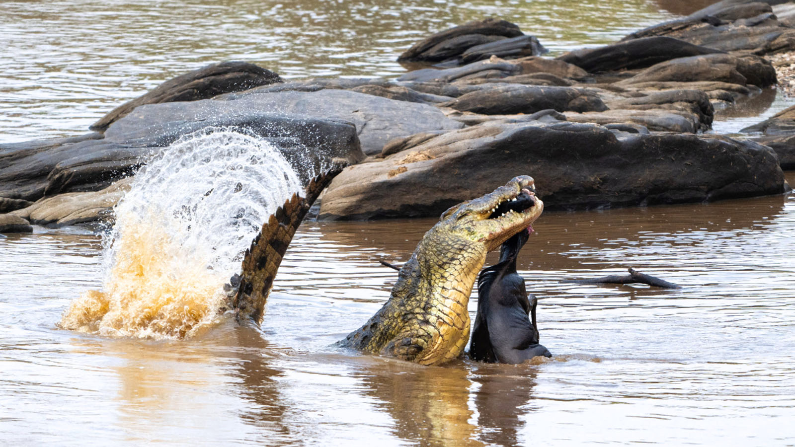 Crocodile in Masai Mara River with Wildebeest