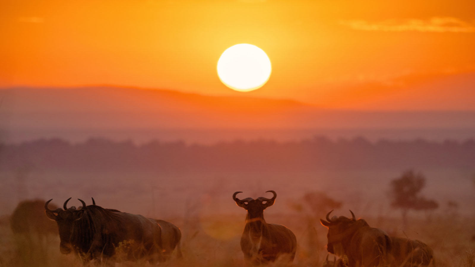 Wildbeest with sunrise in Masai Mara