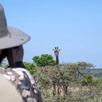 Nature Walk in Masai Mara, giraffe close by