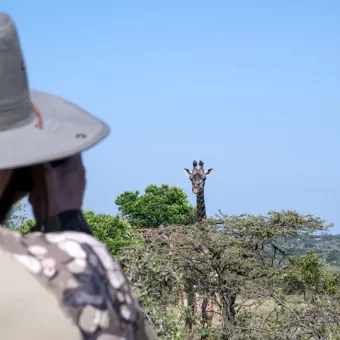 Nature Walk in Masai Mara, giraffe close by