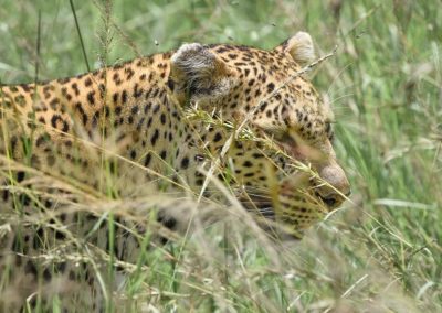 Female leopard Luluka