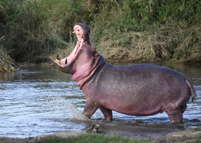 Big male hippo showing his teeth for intimidation