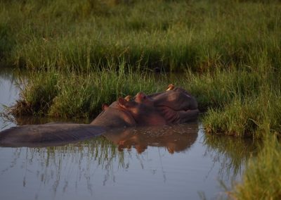 Hippo in a road-side pool at dawn