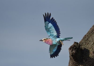 Lilac-breasted rollers in flight