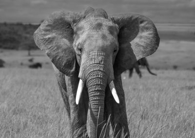 Young bull elephant flaring ears for intimidation