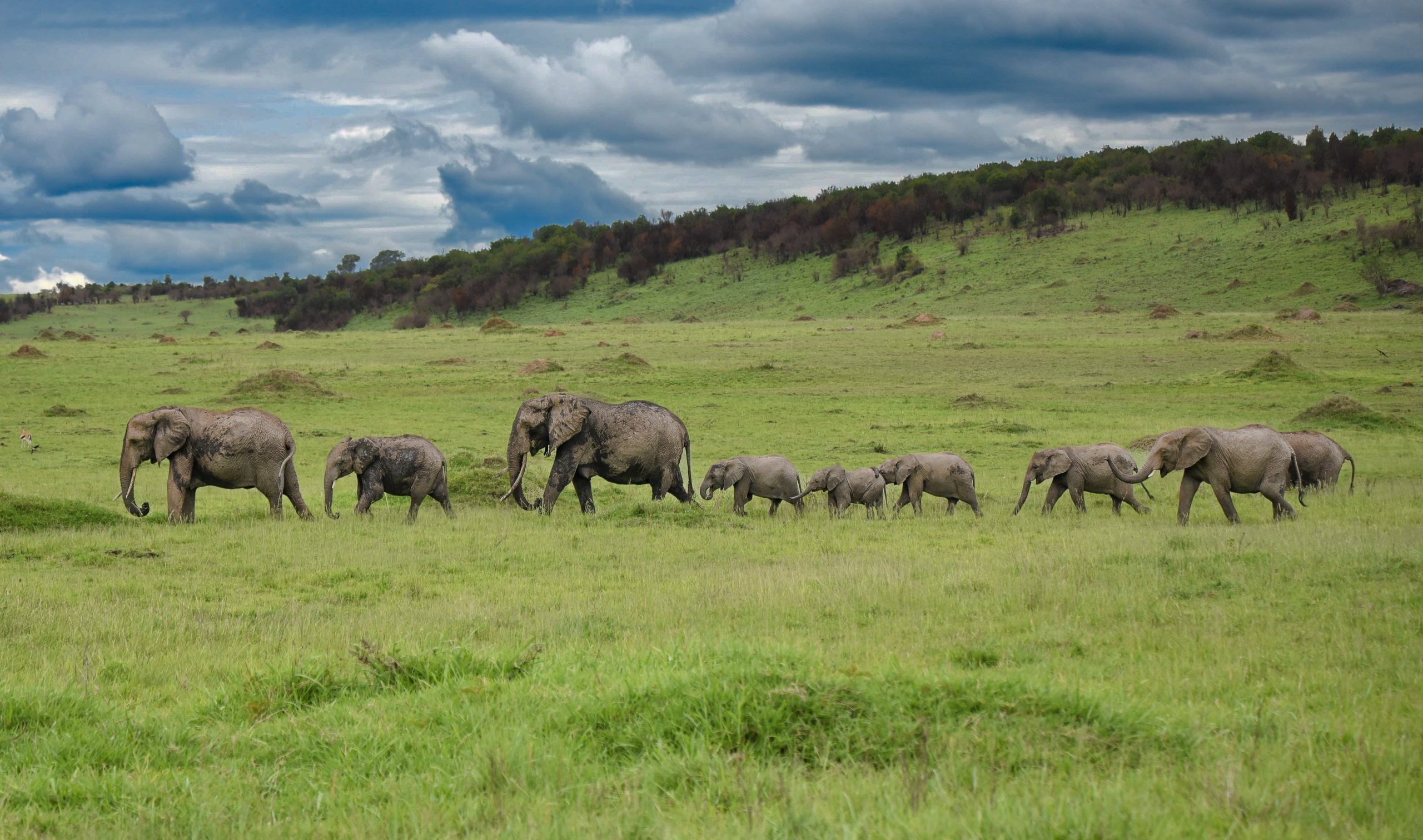 Elephant herd walking scaled