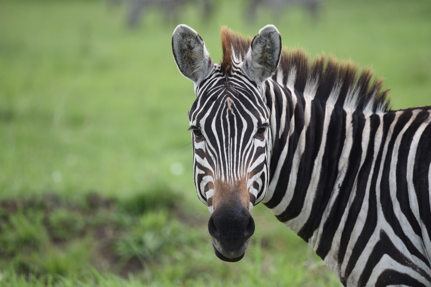female zebra