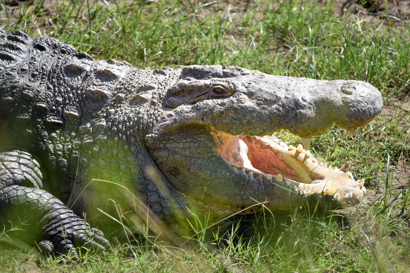 fully grown nile crocodile