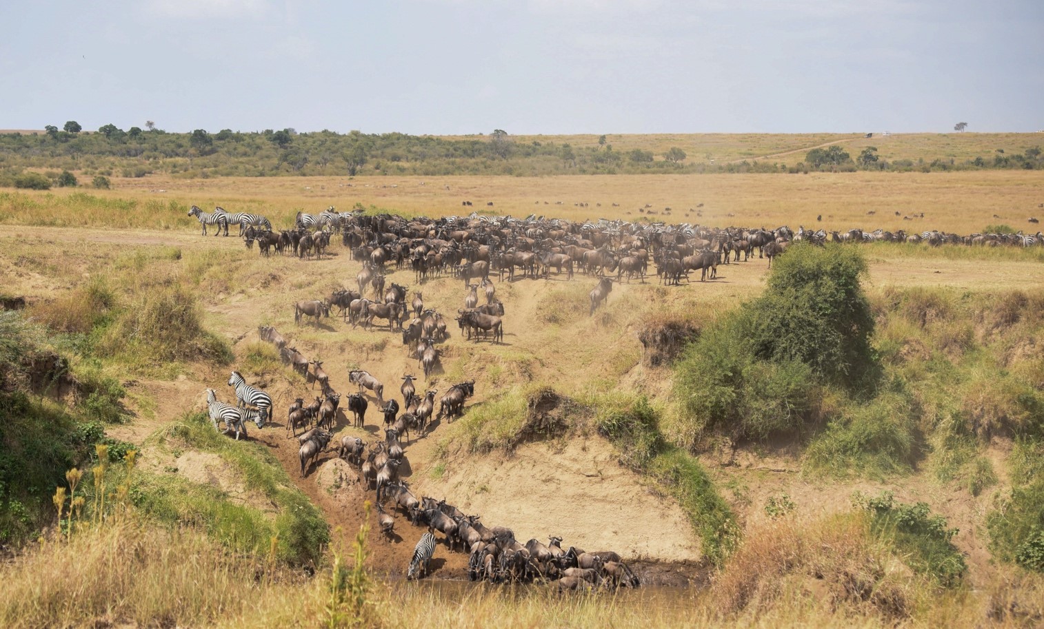 zebras and wildebeest waiting to cross