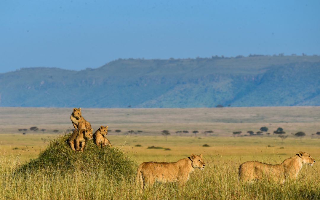 Entrance Fees Masai Mara – Changes in 2024