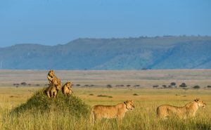 Entrance Fees Masai Mara - Changes in 2024