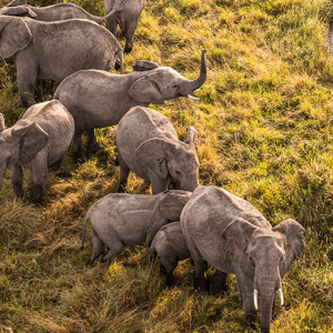 Group of Elephants spotted from Balloon in Masai Mara