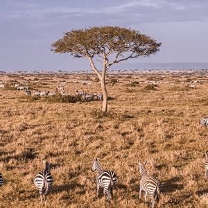 View from the Hot Air Balloon in Masai Mara