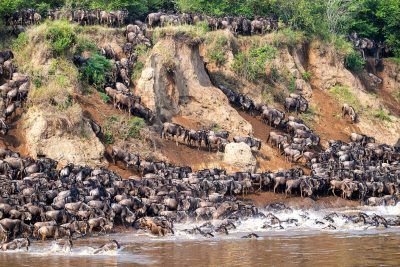 Flora & Fauna Masai Mara