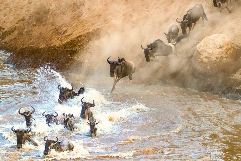 Wildebeest swimming