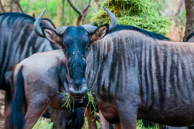 Blue Wildebeest