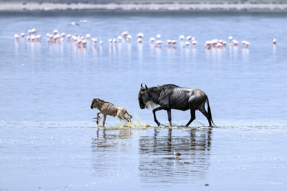 Wildebeest Calf