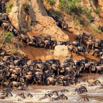 Wildebeest crossing the Mara River during Great Migration