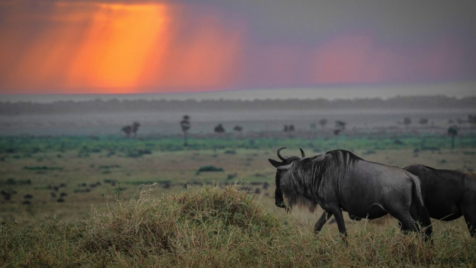 Safari