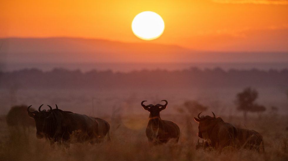 Mara