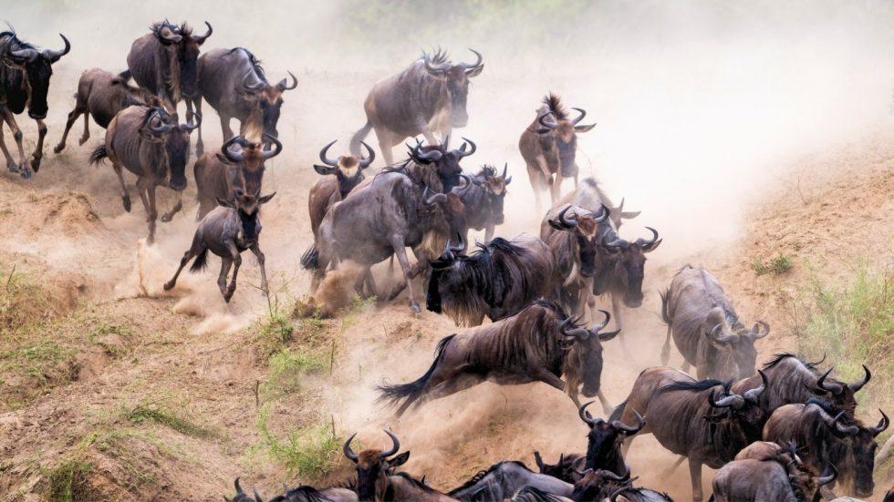 migration