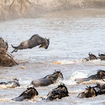 The Great Migration
