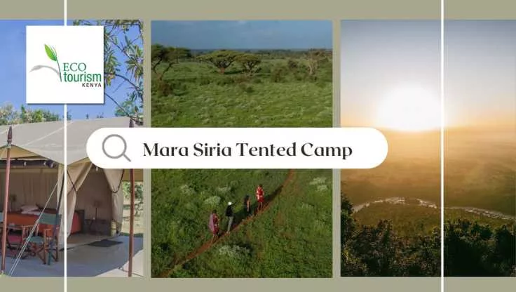 Mara Siria Camo Eco-Tourism Recognition