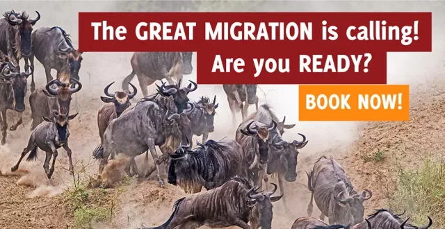 Wildebeest crossing in Masai Mara