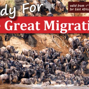 Wildebeest crossing the Masai Mara River during Great Migration