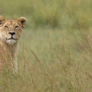 Lion in the Masai Mara Triangle Plains