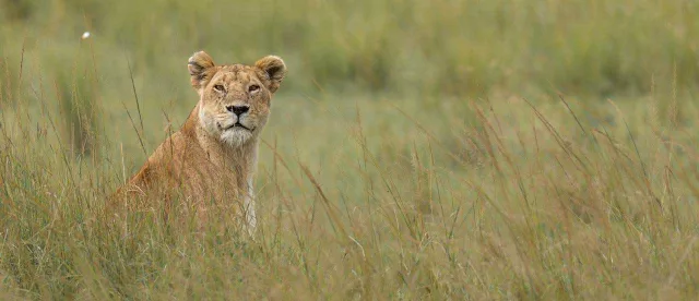 Lion in the Masai Mara Triangle Plains
