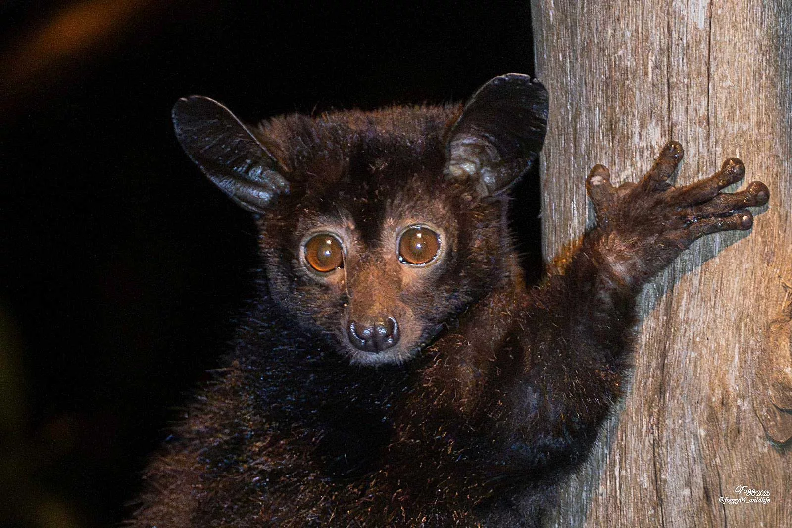 Close Up of a melanistic bush baby at night