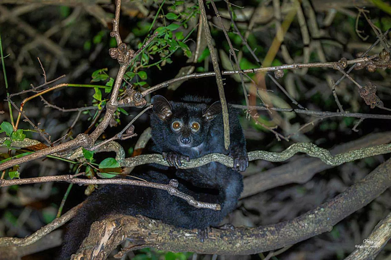 Melanistic Bushbaby at Mara Siria Camp