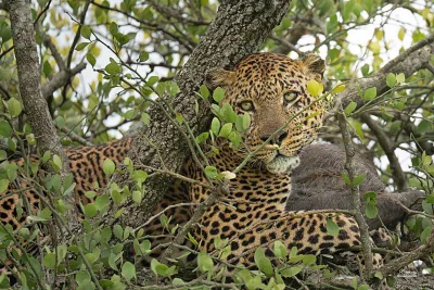 Leopard in tree in Masai Mara Triangle