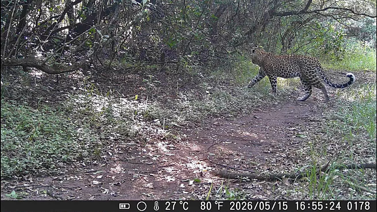 Leopard on mara siria camps webcam