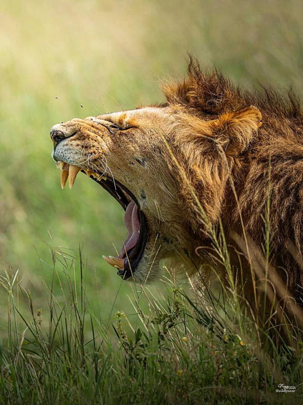 Lion roaring in Masai Mara Reserve