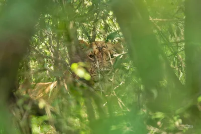 Lioness hiding in a bush at Mara Siria Camp