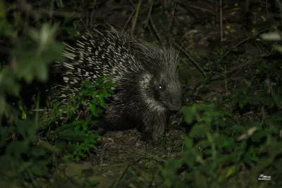 porcupines at mara siria camp
