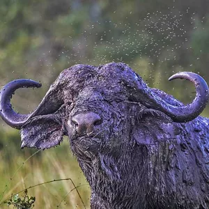 Buffalo n Masai Mara