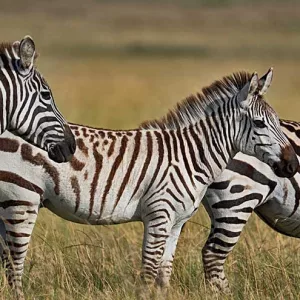 Comman zebras in Masai Mara Triangle Conservancy