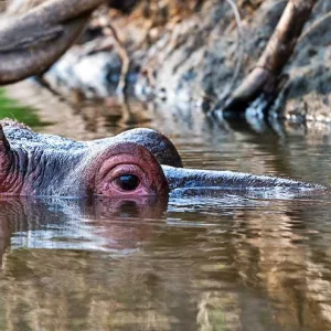 Close up of a hippo in Mara River