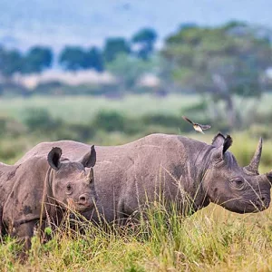 Rhinos on Big Five Safari in Masai Mara